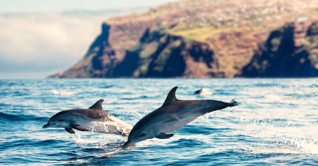 Pozorování delfínů a velryb na výletní lodi